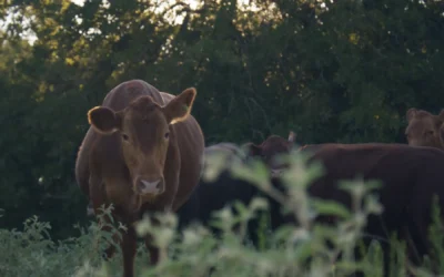 5 Ways Remote Monitoring Saves Farmers Time & Money